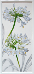 Agapanthus bianchi. Pittura su plexiglass e grafite su tavola